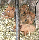 Ernas Frischlinge im Tierpark 'Kunsterspring'; Foto:privat