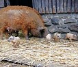 Frieda hat geferkelt; Foto: Tierpark Kunsterspring