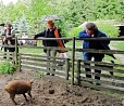 Mangalica-Schwein Gerda; Foto: Axel Hildebrandt