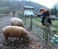 Wollschwein Gerda in Kunsterspring; Foto: Elke Brosow