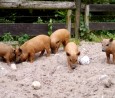 Paten-Fünflinge; Foto: Tierpark Kunsterspring