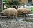 Mangalitza im Tierpark Kunsterspring; Foto: Elke Brosow